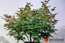 夏季花后修剪快速復(fù)花指南