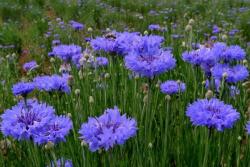 矢車菊對(duì)眼睛的功效和好處