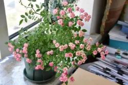 世界最小月季之一，好養(yǎng)開花不斷