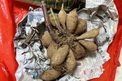 大麗花種球種植幾天可以發(fā)芽？