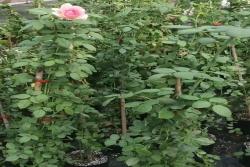月季花苗在哪里可以買？