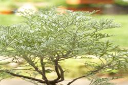 驅(qū)除跳蚤和蜱蟲的植物有哪些