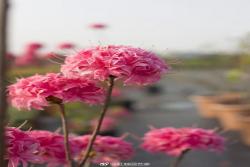 落葉杜鵑的種植養(yǎng)護(hù)方法