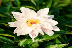 芍藥花種植養(yǎng)護(hù)超詳細(xì)指南！