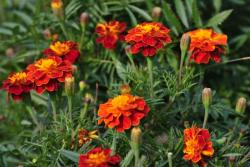 萬壽菊什么時候開花(萬壽菊花期)