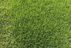 馬尼拉草坪的優(yōu)缺點詳細(xì)介紹