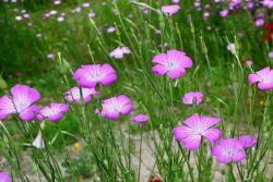 麥仙翁種子什么時(shí)候發(fā)芽
