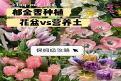 郁金香用什么盆種植，盆栽用什么土比較好