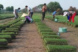 狗牙根草坪與百幕大草坪區(qū)別
