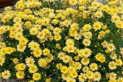  8款菊花品種推薦，從春開(kāi)到冬