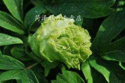 綠色的牡丹品種有哪些