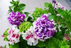 牽?；ㄊ裁磿r(shí)候開，它的花期能持續(xù)多久