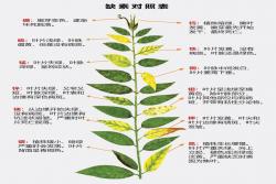 夏季月季缺素的癥狀以及處理方法