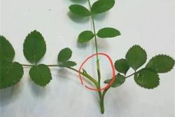 月季盲芽盲枝怎么處理