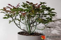 夏季花后修剪快速復(fù)花指南