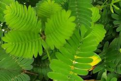 含羞草為什么會(huì)動(dòng),含羞草的花語(yǔ)