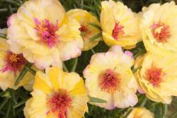 太陽(yáng)花的適宜生長(zhǎng)溫度