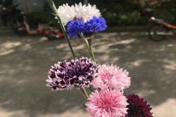 矢車菊什么時候播種，從播種到開花要多久