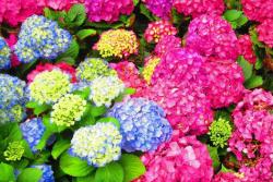 繡球花冬天可以種嗎？