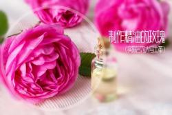 玫瑰是個啥？看完這篇文章，你也是個“懂王”了！