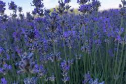 薰衣草什么時(shí)候開(kāi)花(薰衣草的花期)