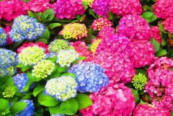 繡球花冬季怎么養(yǎng)護,如何安全過冬