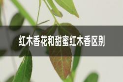 甜蜜紅木香和紅木香有什么區(qū)別(如何區(qū)分)