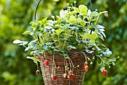 草莓種植方法全過(guò)程（種植草莓的方法步驟）