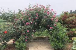 為什么喜歡種月季的花友越來越多？