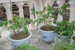 陽臺種植西紅柿的方法及詳細(xì)步驟