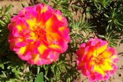 太陽(yáng)花種子多久發(fā)芽多久開花？