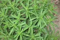 甜葉菊種子多少錢一斤(怎么購買)