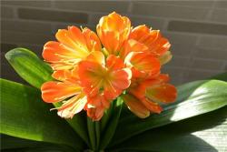 春天開的花有哪些(春天開花植物名稱和圖片)