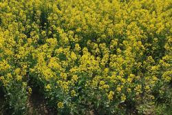 油菜花什么時(shí)候開(kāi)花(油菜花花期)
