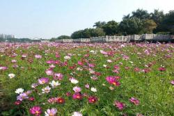 秋英花與格?；ǖ膮^(qū)別