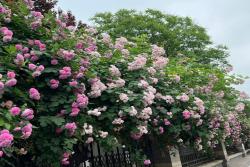 薔薇可以在冬天種植嗎？