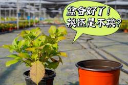 繡球花什么時(shí)候換盆，怎么換盆