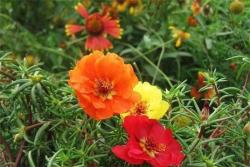 太陽(yáng)花品種大全及對(duì)應(yīng)圖片