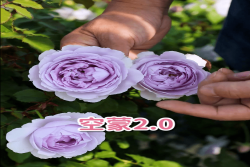 2020年天狼月季未上市自育品種一覽