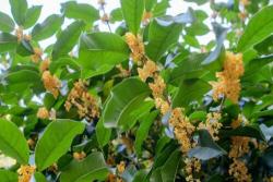 名貴桂花品種前十排名
