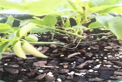 想要月季株型飽滿？常用的三種塑型方法推薦