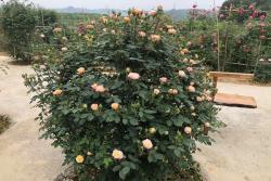 為什么喜歡種月季的花友越來越多？