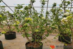 種花的土壤深度是多少，土壤怎么配制