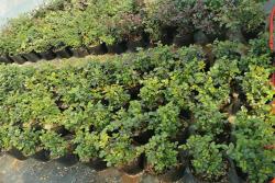 月季花苗在哪里可以買？