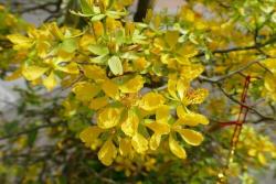 迎春花什么時候開
