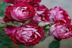 養(yǎng)月季花需要注意些什么？