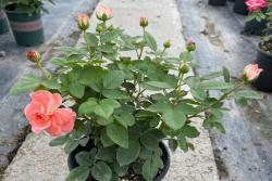 想讓庭院一年四季鮮花不斷？選擇月季準(zhǔn)沒(méi)錯(cuò)！
