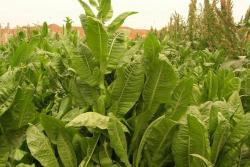 中國(guó)最好的十大牧草排名