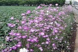 麥仙翁種子什么時(shí)候發(fā)芽