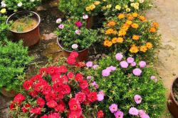 太陽(yáng)花的適宜生長(zhǎng)溫度